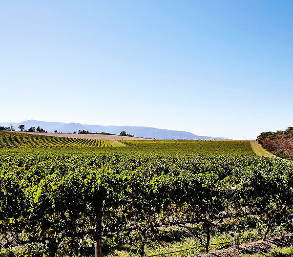 Zonzo Estate - Winery Wedding Venue